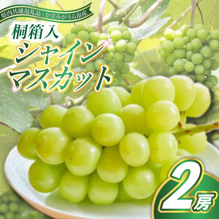 シャインマスカット 桐箱入り2房(県内共通返礼品:かすみがうら市産) (BR089)茨城県城里町50000果物・フルーツマスカット・ぶどう