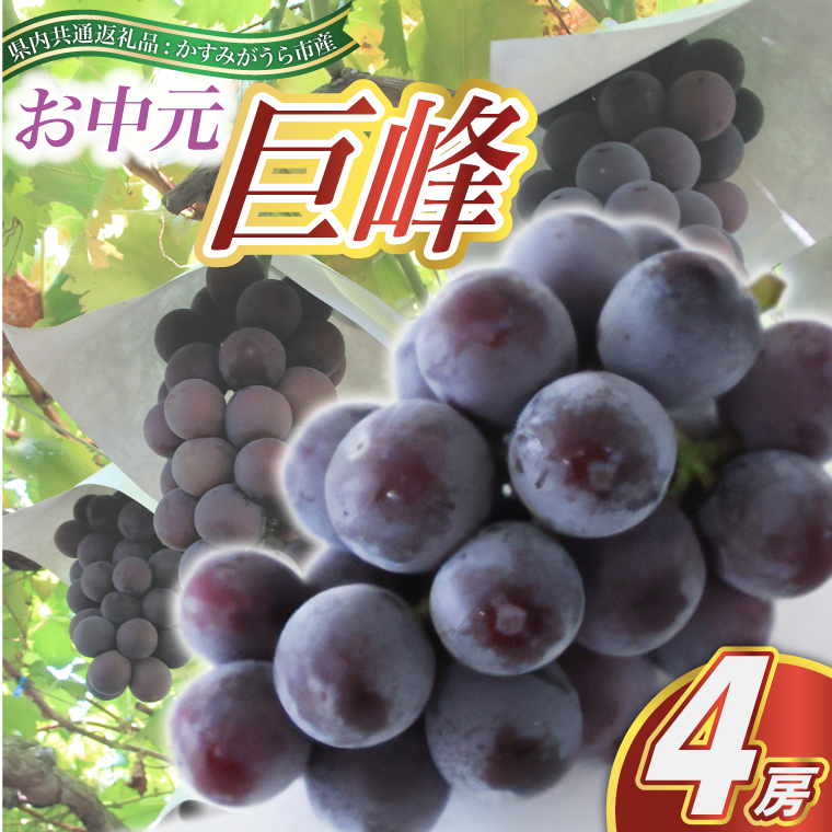 お中元 巨峰4房(県内共通返礼品:かすみがうら市産) (BR091)茨城県城里町50000果物・フルーツマスカット・ぶどう