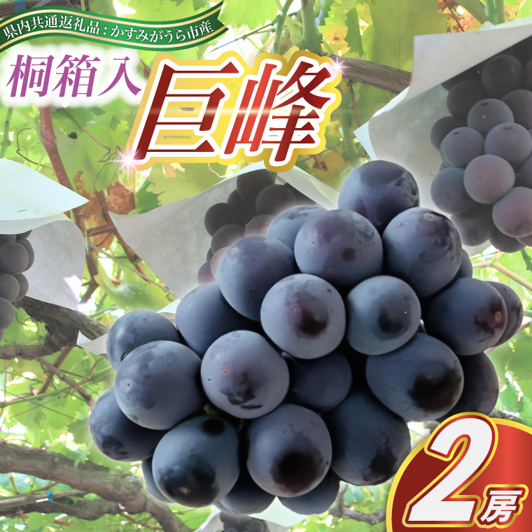 <2025年8月より順次発送予定>巨峰 桐箱入り2房(県内共通返礼品:かすみがうら市産) (BR097)茨城県城里町50000果物・フルーツマスカット・ぶどう