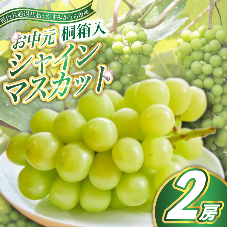 <8月より順次発送予定>お中元 シャインマスカット桐箱入り2房 (県内共通返礼品:かすみがうら市産) (BR106)茨城県城里町50000果物・フルーツマスカット・ぶどう