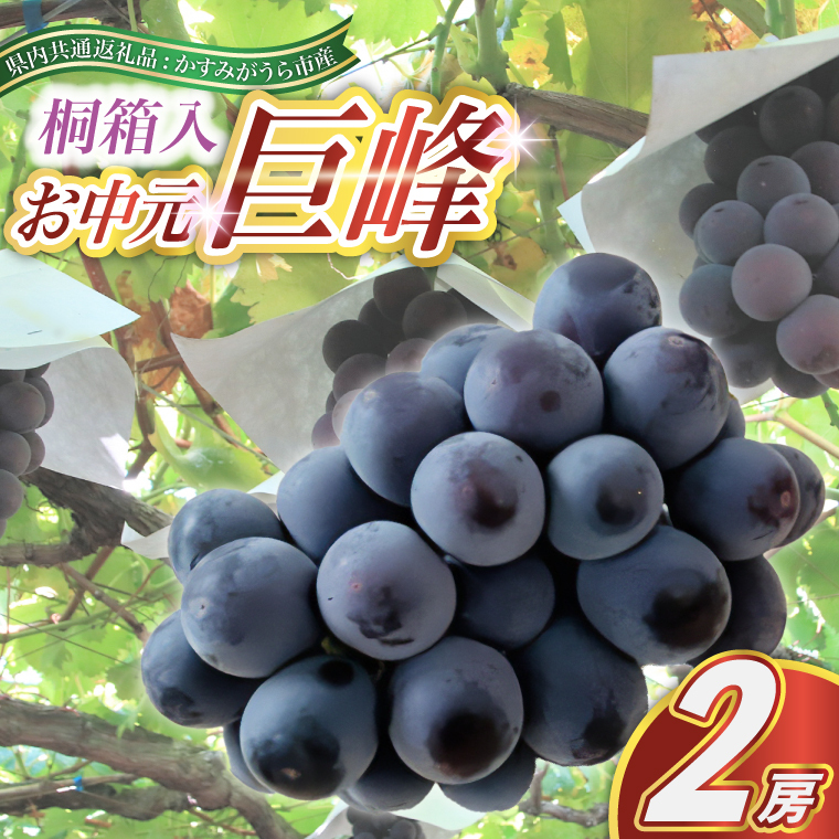 <2025年8月より順次発送予定>お中元 巨峰桐箱入り2房 (県内共通返礼品:かすみがうら市産) (BR108)茨城県城里町50000果物・フルーツマスカット・ぶどう