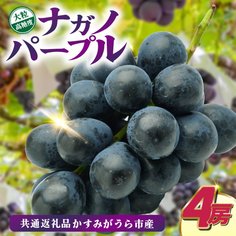 ナガノパープル4房 県内共通返礼品:かすみがうら市産 (BR156)茨城県城里町47000果物・フルーツマスカット・ぶどう