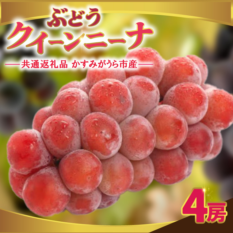 クインニーナ4房 県内共通返礼品:かすみがうら市産 (BR160)茨城県城里町47000果物・フルーツマスカット・ぶどう