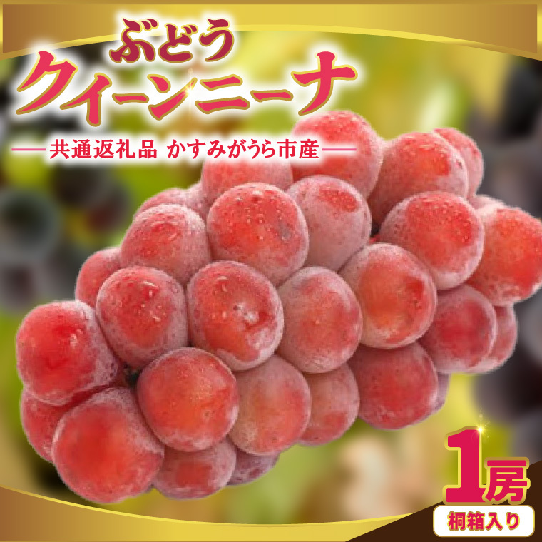 クインニーナ桐箱入り1房 県内共通返礼品:かすみがうら市産 (BR162)茨城県城里町30000果物・フルーツマスカット・ぶどう