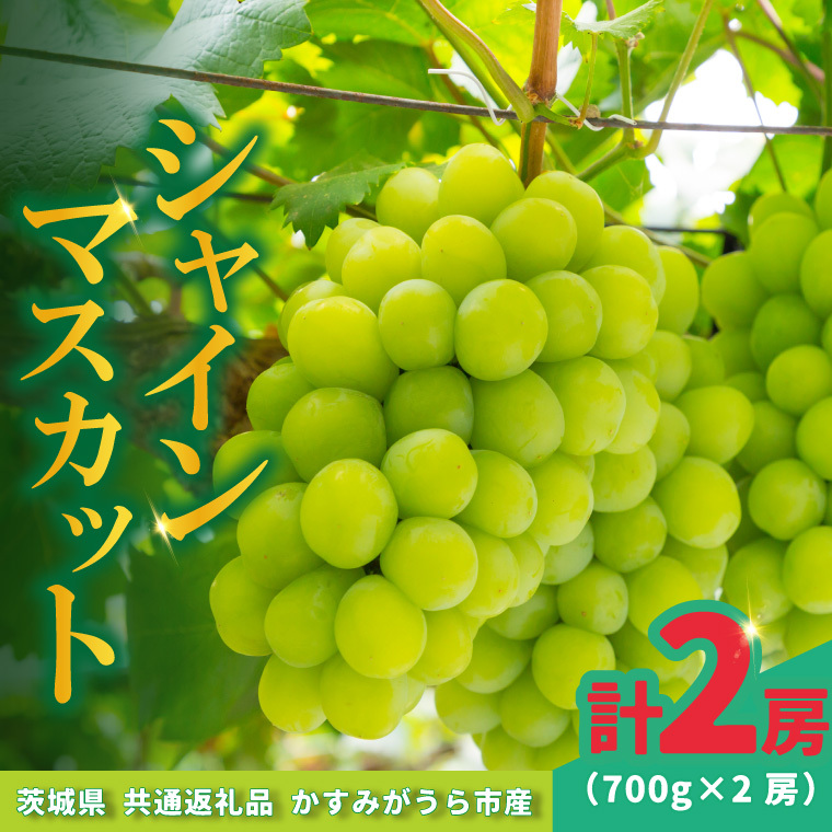 シャインマスカット700g×2房 (BR180)茨城県城里町60000果物・フルーツマスカット・ぶどう