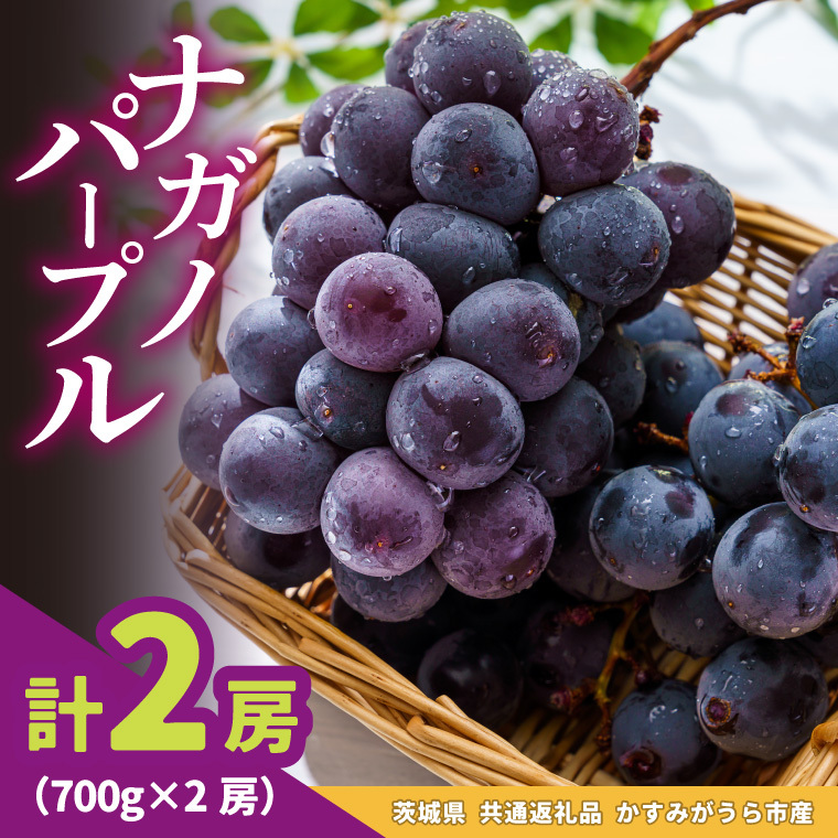 ナガノパープル700g×2房 県内共通返礼品かすみがうら市産 (BR182)茨城県城里町60000果物・フルーツマスカット・ぶどう