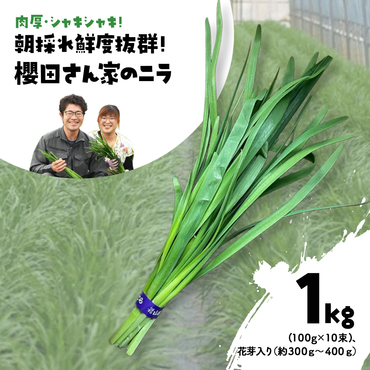 【先行予約】【2026年7月から発送】肉厚・シャキシャキ! 朝採れ鮮度抜群! 櫻田さん家のニラ 1kg(100g×10束)、花芽入り(約300g〜400g) SMCS003千葉県山武市10000野菜・きのこその他 野菜