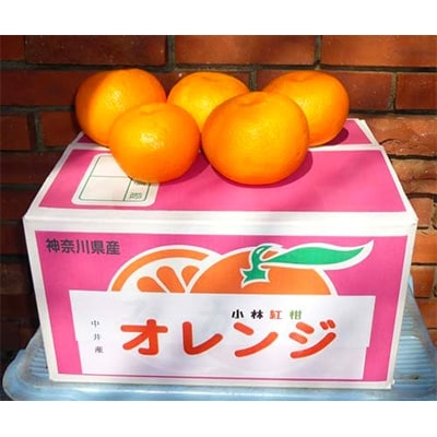 オレンジ「小林紅柑」 1箱【1076850】神奈川県中井町10000果物・フルーツみかん・柑橘類