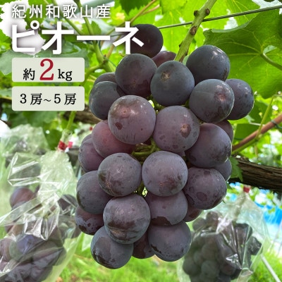 【九度山町】紀州和歌山産ピオーネ 約2kg【配送不可地域:離島・北海道・沖縄】【1134614】和歌山県九度山町18000果物・フルーツマスカット・ぶどう