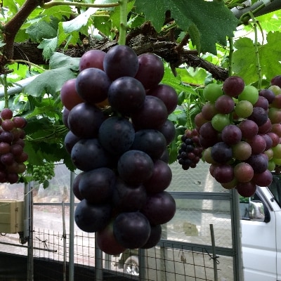 【2023年8月下旬より、順次出荷】和歌山県産 ピオーネ 4房入り(九度山町)【配送不可地域:離島】【1220965】和歌山県九度山町20000果物・フルーツマスカット・ぶどう