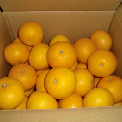 【産直】和歌山由良町産の木成り熟成八朔約10kg(S〜Lサイズをお届け)(九度山町)【1228535】和歌山県九度山町15000果物・フルーツみかん・柑橘類
