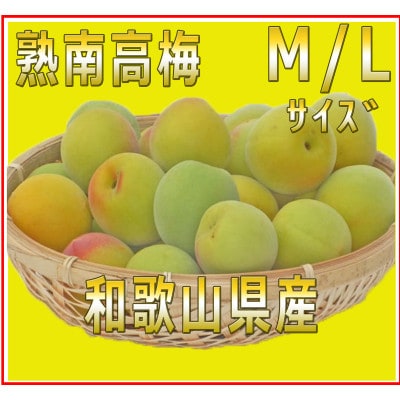 2026/6月より発送【梅干し・梅酒用】紀州和歌山の熟南高生梅 MorL-2kg【配送不可地域:離島・北海道・沖縄】【1288596】和歌山県九度山町18000果物・フルーツその他 果物・フルーツ