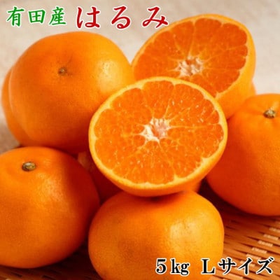【厳選・濃厚】紀州有田産のはるみ約5kg(Lサイズ)  (九度山町)【1294189】和歌山県九度山町18000果物・フルーツみかん・柑橘類