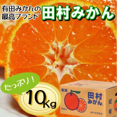 有田の高級ブランド「田村みかん」秀品10kg【11月発送分】S〜Lサイズ【1351487】和歌山県九度山町28000果物・フルーツみかん・柑橘類