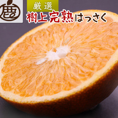 厳選 樹上完熟はっさく5kg+250g(傷み補償分)【有田の春みかん・五月八朔・木生りはっさく】【配送不可地域:離島・北海道・沖縄】【1352949】和歌山県九度山町13000果物・フルーツみかん・柑