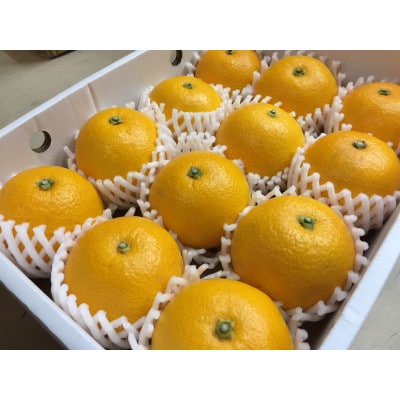 【まごころ手選別】和歌山産有田のはっさく 化粧箱 Lサイズ12個入り【1457313】和歌山県九度山町15000果物・フルーツみかん・柑橘類