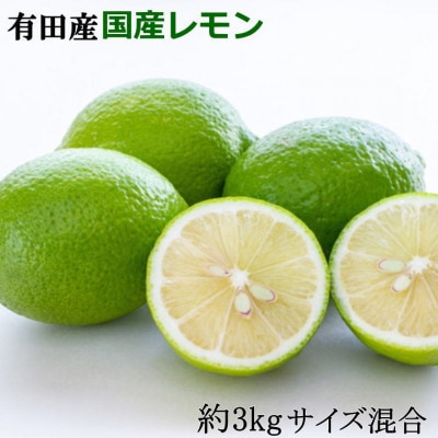有田産の安心国産レモン約3kg(サイズ混合) (九度山町)【1476788】和歌山県九度山町10000果物・フルーツみかん・柑橘類
