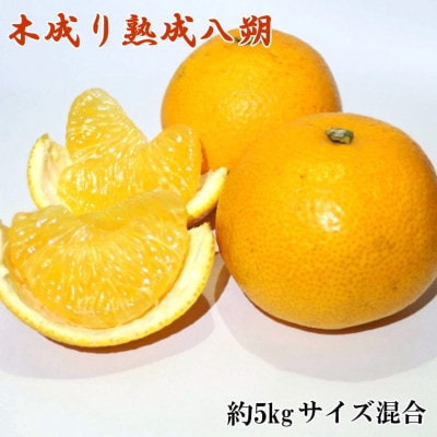 a̎RYؐ蔪 5kg(TCY)yxRzy1503415za̎RxR10000ʕEt[c݂Ek