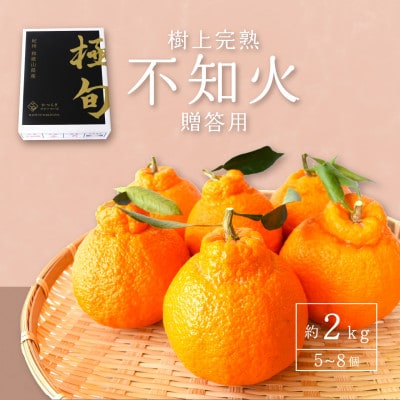 先行予約!【贈答用化粧箱入】不知火 樹上完熟 約2kg (5〜8個入)【1616364】和歌山県九度山町18000果物・フルーツみかん・柑橘類