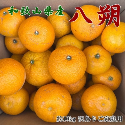 【手選果 訳あり】和歌山由良町産八朔約10kg(サイズ混合・ご家庭用)(九度山町)【1617137】和歌山県九度山町13000果物・フルーツみかん・柑橘類