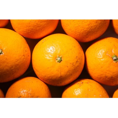 y2026N2菇zX{_̊nZʐIW@ƒp@9kgy1624285za̎RxR14000ʕEt[c݂Ek