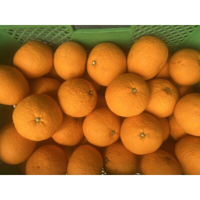 【2026年4月より順次発送】森本農園の甘夏みかん  贈答用 5kg【1625825】和歌山県九度山町10000果物・フルーツみかん・柑橘類