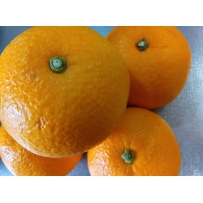 y2026N1{菇zX{_̔@ƒp@8kgy1626628za̎RxR14000ʕEt[c݂Ek