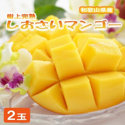 和歌山県産 樹上完熟しおさいマンゴー(2玉入り)(九度山町)【1632583】和歌山県九度山町19000果物・フルーツマンゴー・パイナップル