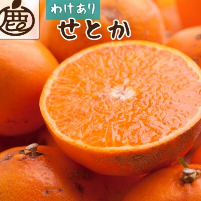 家庭用 せとか2.5kg+250g(傷み補償分)【柑橘・春みかんの王様】【訳あり】【光センサー選果】【配送不可地域:離島・北海道・沖縄】【1649527】和歌山県九度山町18000果物・フルーツみかん・