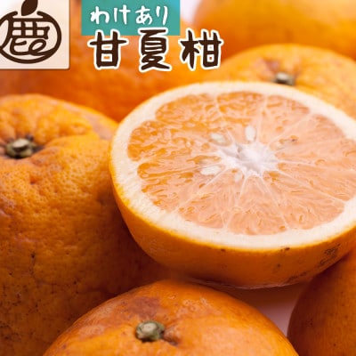 家庭用 甘夏柑2.5kg+250g(傷み補償分)【初夏のみかん・旬の果物】【有田産】【訳あり】【配送不可地域:離島・北海道・沖縄】【1654733】和歌山県九度山町7000果物・フルーツみかん・柑橘類