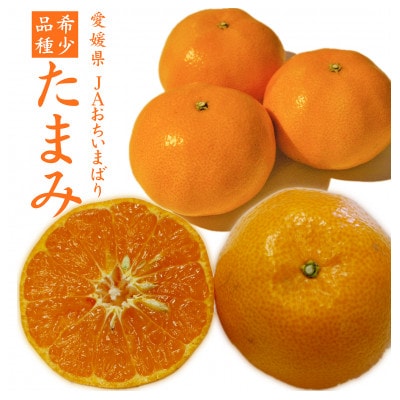 【先行受付】たまみ L〜Sサイズ 2.5kg 愛媛県 JAおちいまばり【1439148】愛媛県上島町10000果物・フルーツみかん・柑橘類