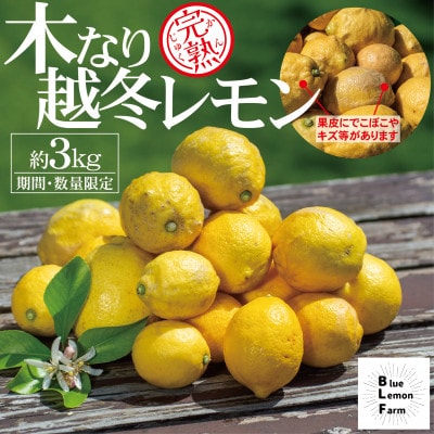 愛媛 ブルーレモンファームの木なり越冬完熟訳ありレモン 約3kg 【冷蔵便】期間・数量限定【配送不可地域:離島】【1619405】愛媛県上島町10000果物・フルーツみかん・柑橘類