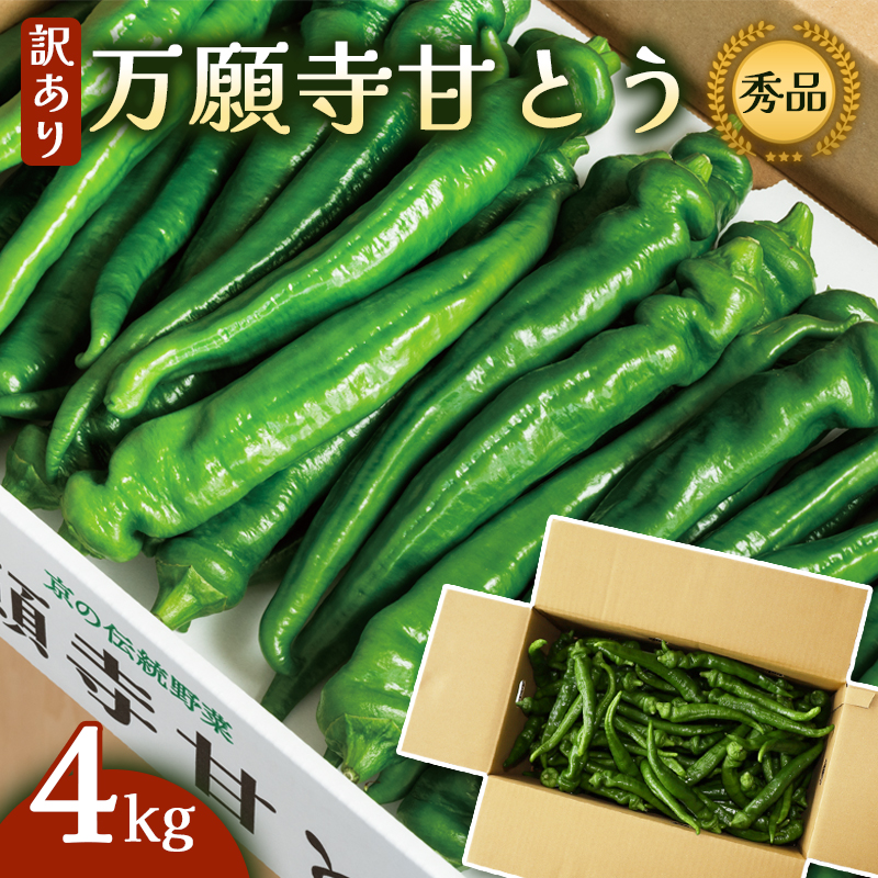 【訳あり】 万願寺甘とう 秀品 4kg | 長さ不揃い 辛くない京野菜 肉厚 ジューシー 京都産 旬 季節の野菜 詰め合わせ 京のブランド産品 京野菜 万願寺 まんがんじ 野菜 夏野菜 お土産 手土産 JA