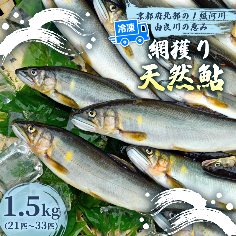天然鮎 網獲り 冷凍 約1.5kg(約21匹〜33匹)【 由良川の網獲り 由良川漁協 冷凍あゆ 冷凍鮎 高鮮度 冷凍 あゆ 鮎 魚 さかな 舞鶴 京都 】京都府舞鶴市27000魚介・海産物