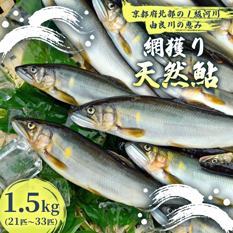 【2025年夏発送】 天然鮎 網獲り 約1.5kg(約21匹〜33匹)【 由良川の網獲り 由良川漁協 鮮魚 生魚 活魚 あゆ 鮎 新鮮 魚 さかな 直送 舞鶴 京都 魚介 川魚 塩焼き 生あゆ 】京都府舞鶴市27000魚介