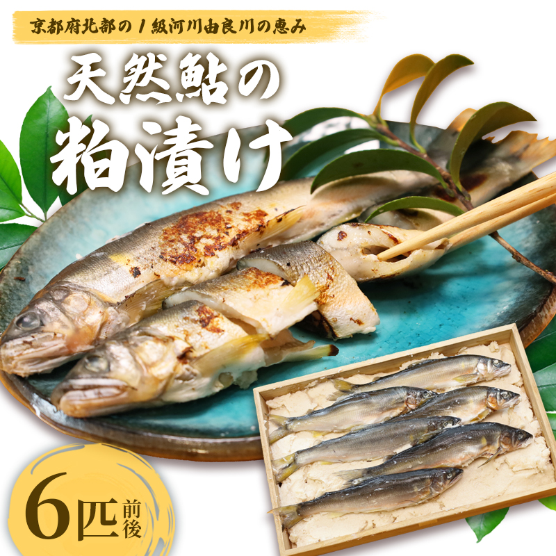 天然鮎の粕漬け 6匹 【 由良川漁協 あゆ 鮎 アユ 魚 魚介 川魚 海鮮 漬け魚 粕漬け 酒粕 天然 大人 贅沢 おつまみ 酒の肴 珍味 舞鶴 京都 】京都府舞鶴市12000魚介・海産物