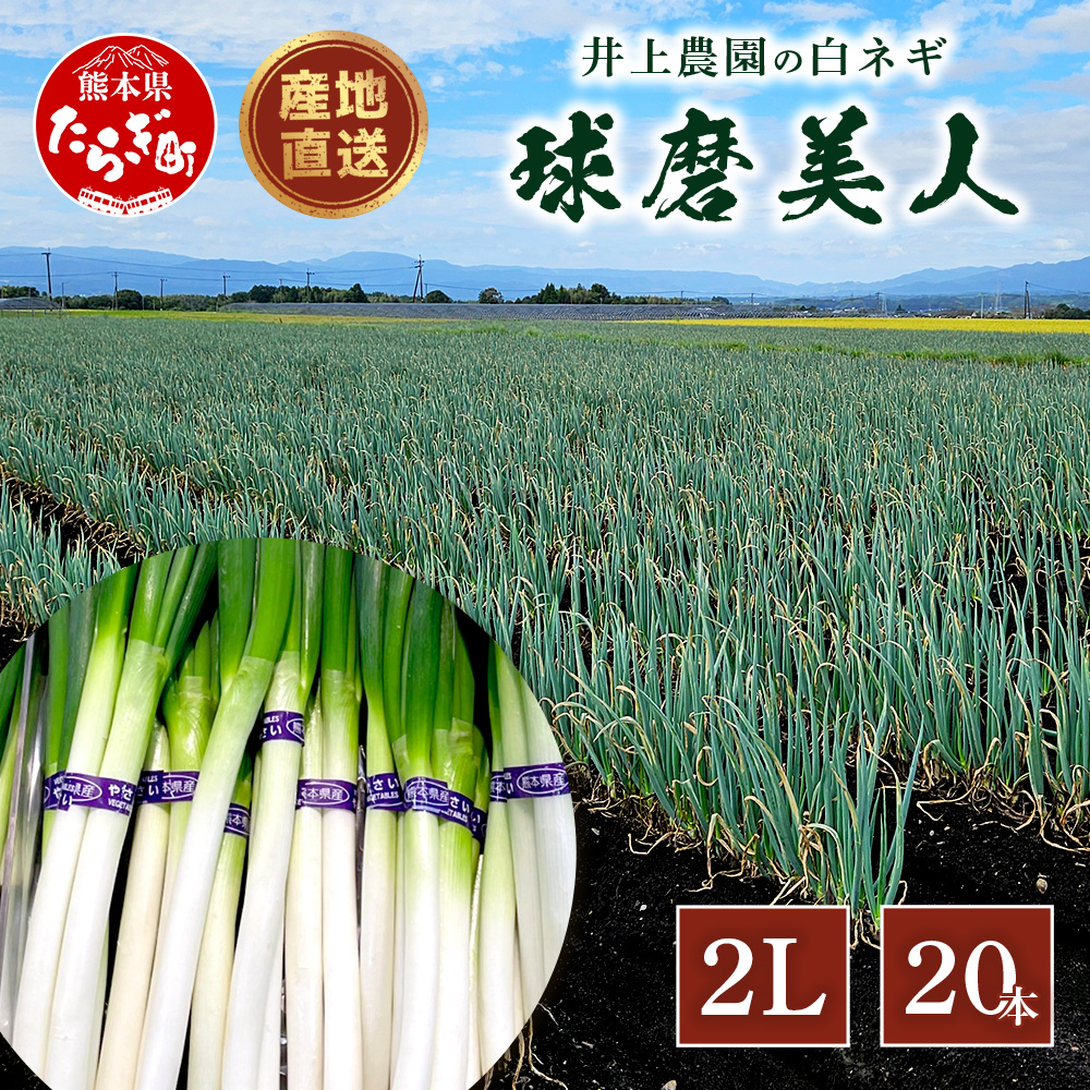 【先行予約】井上農園の白ネギ 「球磨美人」 2Lサイズ×20本 【2025年8月上旬より順次発送】 白ネギ 白葱 ネギ 長ネギ 長葱 ねぎ 鍋 薬味 冬野菜 国産 114-0501熊本県多良木町7000野菜・きのこ