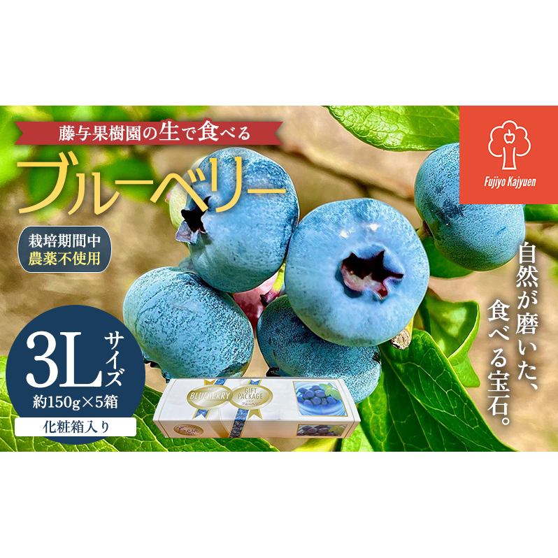ブルーベリー 3Lサイズ 150g×5パック 生ブルーベリー 大粒 栽培期間中 無農薬 無農薬ブルーベリー 国産ブルーベリー 国産 大粒ブルーベリー 大粒 フルーツ 果物 旬のフルーツ 季節の果物 岩