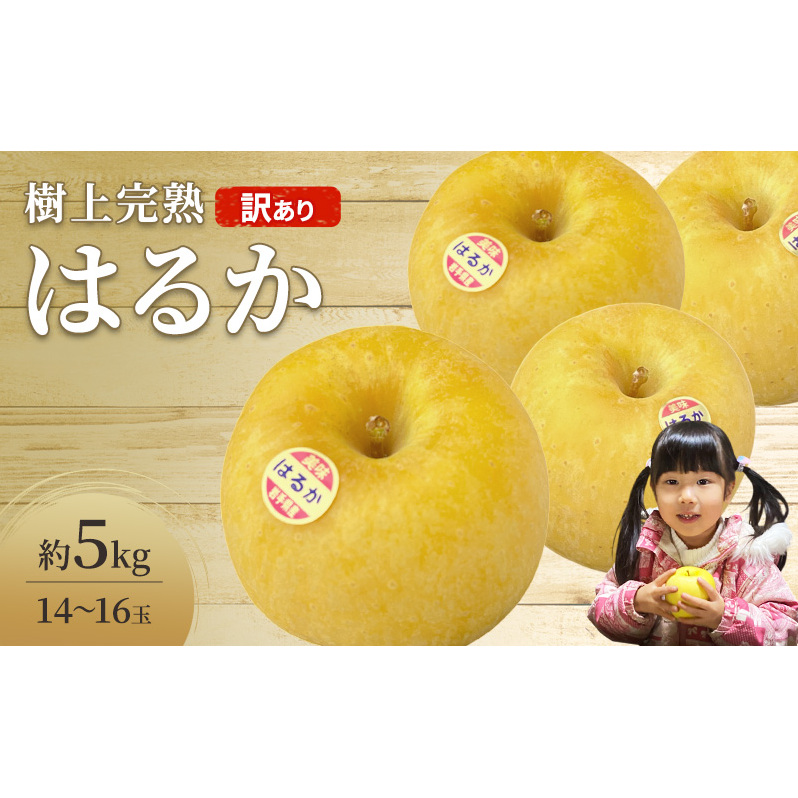 先行予約 訳あり りんご はるか 約 5kg 14〜16玉 樹上完熟 林檎 リンゴ 果物 くだもの フルーツ 旬の果物 旬のフルーツ 季節の果物 季節のフルーツ 岩手りんご 訳アリ 直送 岩手 岩手県 盛岡市