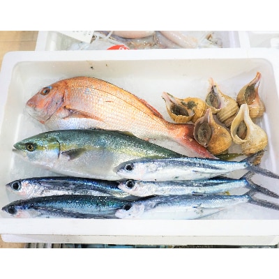 越前港直送 朝獲れお魚詰め合わせ    4種類【配送不可地域:離島・北海道・沖縄・東北・九州】【1094334】福井県越前町25000魚介・海産物鮮魚