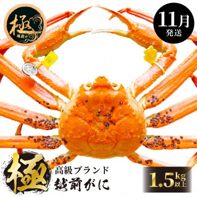≪浜茹で≫ 越前がに 極 × 1杯【11月発送分】【配送不可地域:離島・北海道・沖縄】【1260065】福井県越前町965000魚介・海産物カニ