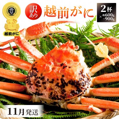 【訳あり】≪浜茹で≫ 越前がに 600〜900g前後 × 2杯【11月発送分】【配送不可地域:離島・北海道・沖縄】【1260086】福井県越前町118000魚介・海産物カニ