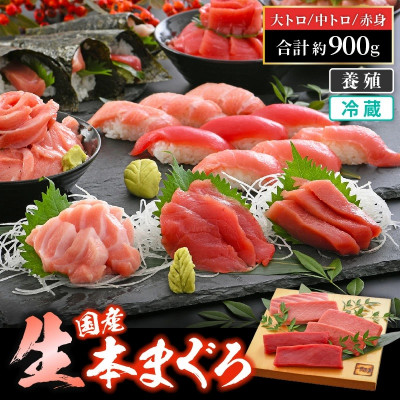 生本まぐろ 赤身・中トロ・大トロ 3種盛り 計約900g【配送不可地域:離島・北海道・沖縄】【1332884】福井県越前町60000魚介・海産物鮮魚