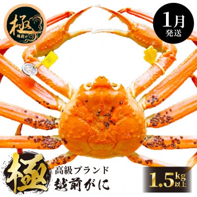 ≪浜茹で≫ 越前がに 極 × 1杯【1月発送分】【配送不可地域:離島・北海道・沖縄】【1372646】福井県越前町1158000魚介・海産物カニ
