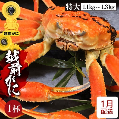 ≪浜茹で≫越前がに 特大サイズ × 1杯【1月発送分】【配送不可地域:離島】【1373522】福井県越前町150000魚介・海産物カニ