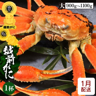 ≪浜茹で≫越前がに 大サイズ × 1杯【1月発送分】【配送不可地域:離島】【1373523】福井県越前町140000魚介・海産物カニ