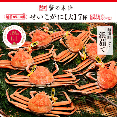 浜茹で【越前せいこがに 大 250g前後】7杯セット 11〜12月順次発送【配送不可地域:離島・北海道・沖縄】【1397170】福井県越前町170000魚介・海産物カニ