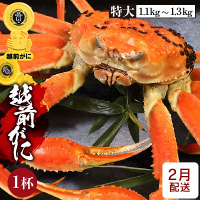 ≪浜茹で≫越前がに 特大サイズ × 1杯【2月発送分】【配送不可地域:離島】【1445923】福井県越前町165000魚介・海産物カニ