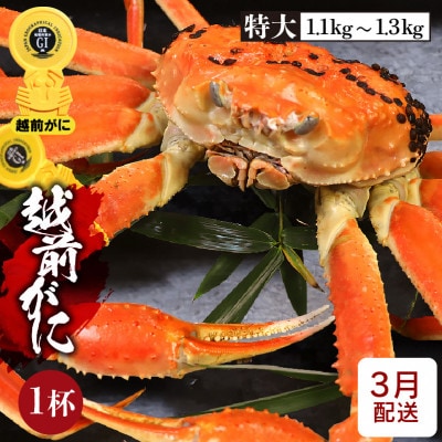 ≪浜茹で≫越前がに 特大サイズ × 1杯【3月発送分】【配送不可地域:離島】【1445951】福井県越前町165000魚介・海産物カニ