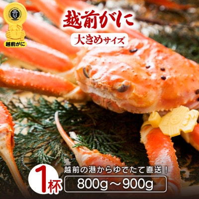 地元鮮魚店厳選 ≪浜茹で≫ 越前がに 大きめサイズ 1杯【11月発送分】【配送不可地域:離島】【1448056】福井県越前町98000魚介・海産物カニ